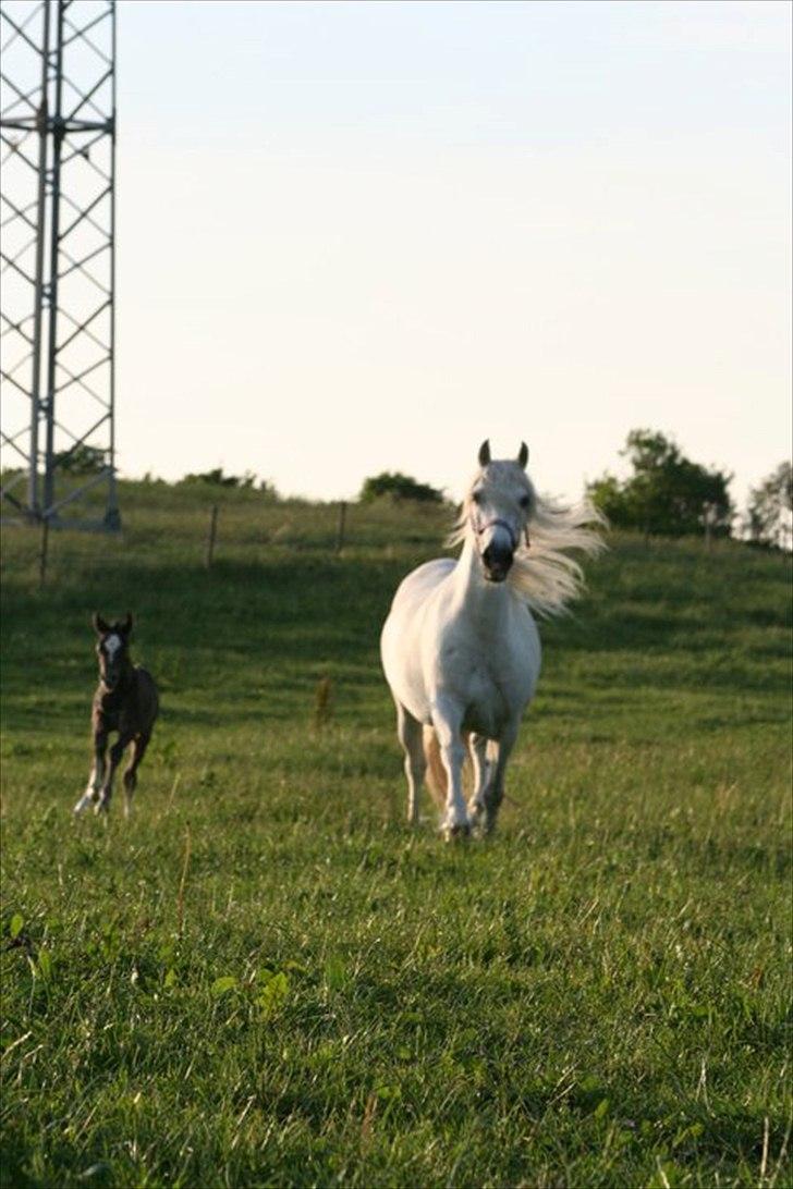 Welsh Pony af Cob-type (sec C) Cherie - Cherie med sit fø Cherionl fra 2011 billede 20