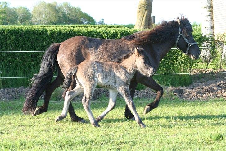 Islænder Klettur fra Kristiansminde billede 9