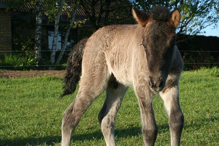 Islænder Klettur fra Kristiansminde billede 10
