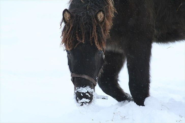Islænder Klettur fra Kristiansminde billede 11