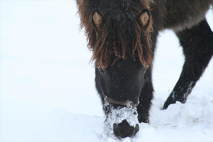 Islænder Klettur fra Kristiansminde billede 12