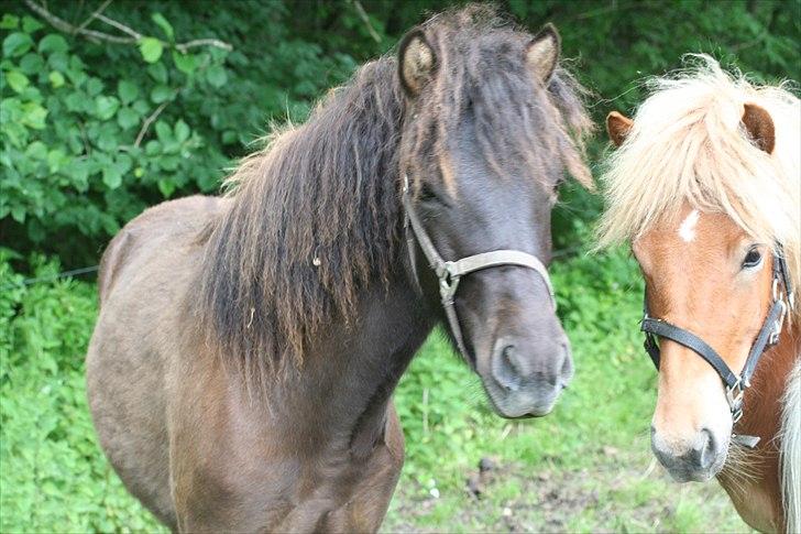 Islænder Klettur fra Kristiansminde billede 13