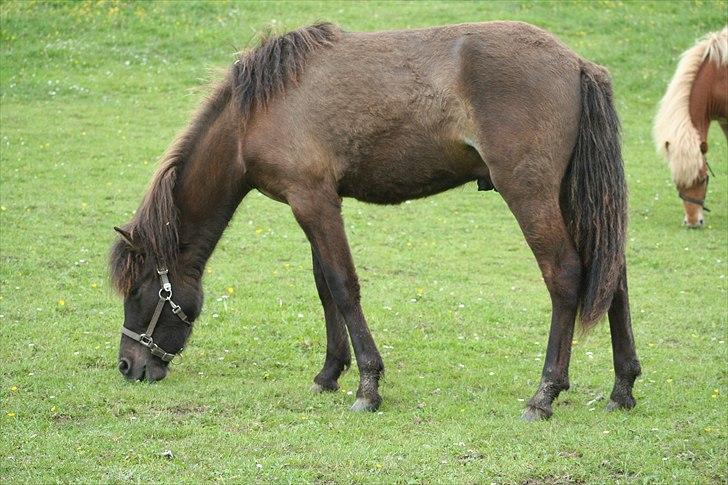 Islænder Klettur fra Kristiansminde billede 14