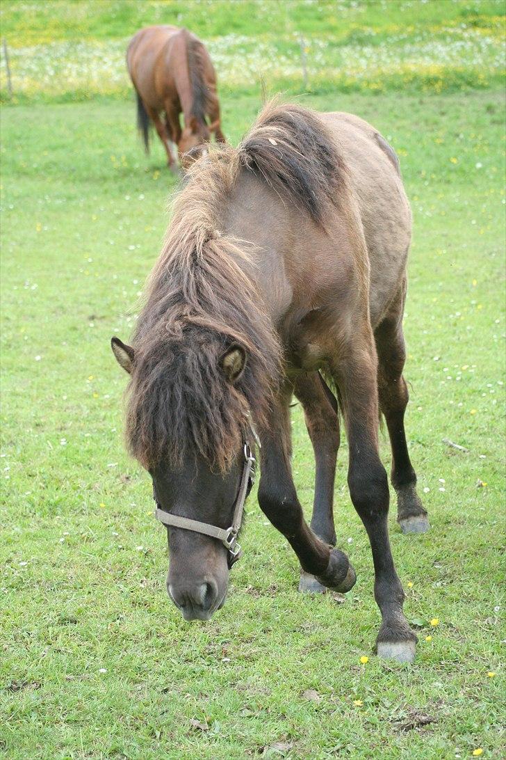 Islænder Klettur fra Kristiansminde billede 15
