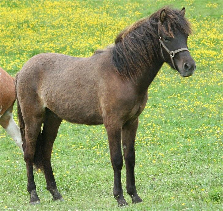 Islænder Klettur fra Kristiansminde billede 16
