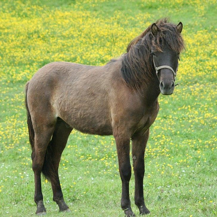 Islænder Klettur fra Kristiansminde billede 17