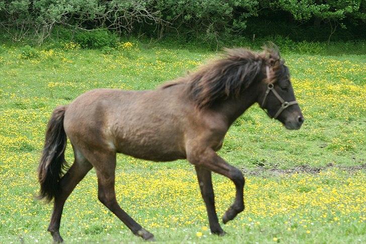 Islænder Klettur fra Kristiansminde billede 18
