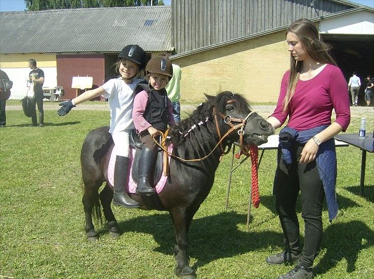 Shetlænder Jordbær Marie (Skovlundens Gipsy) - Færdig med pinsestævne 2011. Skridtprogram med Lærke og Sebastian, baby Jump med Lærke og Annika billede 18