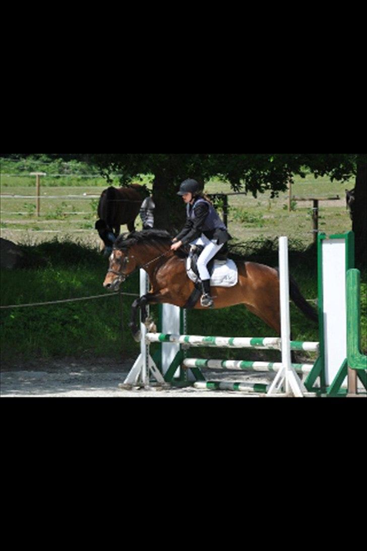 New Forest Moonlight    (rider) - Vores første springstævne, du var så dygtig !
 billede 5