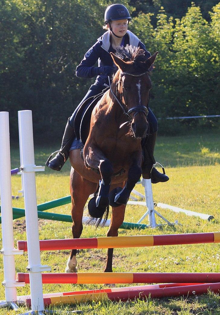 Anden særlig race Stald Birkelys Issebelle - Dejlige springloppe - sensommeren 2011 :-)
 Foto: Mia Jessen billede 35
