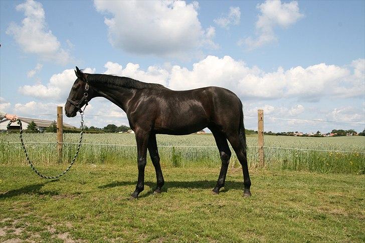 Dansk Varmblod Sir Connor (Bønne) - 13 måneder gammel. Bønne begynder efterhånden at se helt voksen ud. billede 16