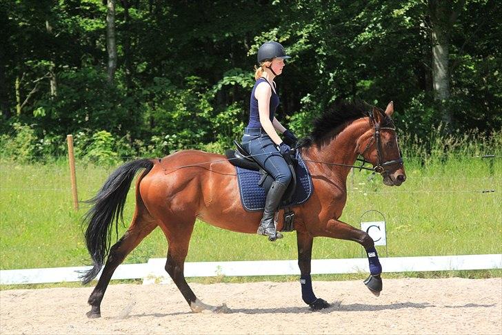 Anden særlig race Stald Birkelys Issebelle - Dressurtræning d. 12. juni 2011 - ja, hendes galop er stor!
Foto: Mia Jessen billede 22