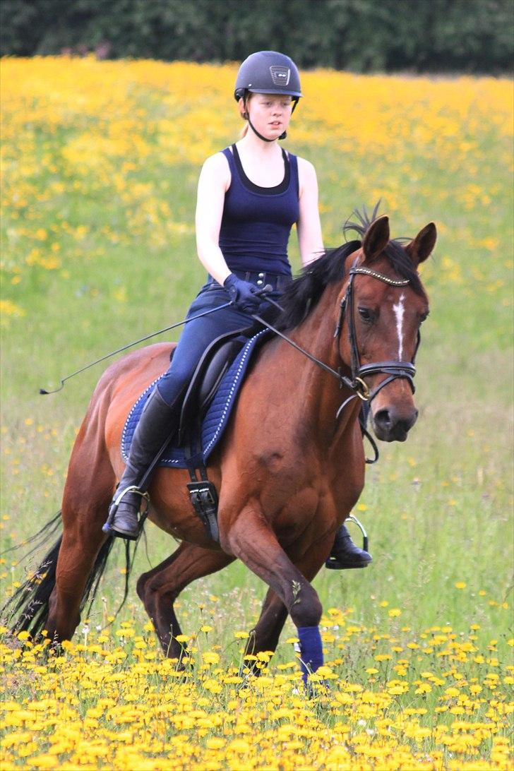 Anden særlig race Stald Birkelys Issebelle - Min flotte ponyhest i fantastiske farver! Sommeren 2011.
Foto: Mia Jessen billede 10