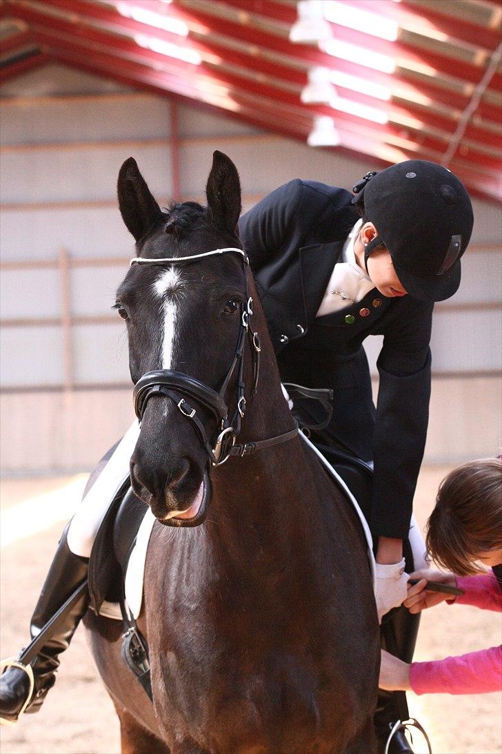 Welsh Partbred (Sec F) Chili´s Zappa - Fotograf: Camilla Rosenlund / CR-FOTO billede 14