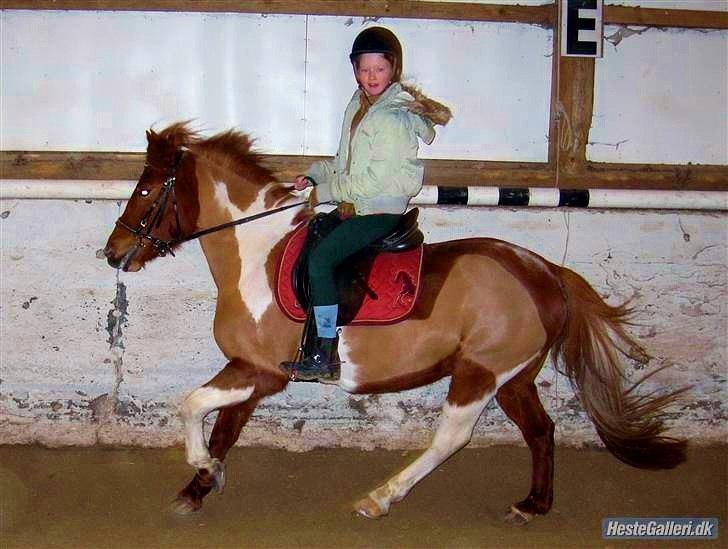 Pinto Nikita  - Meget gammelt billede fra da jeg var 9 eller sådan noget :-D billede 7