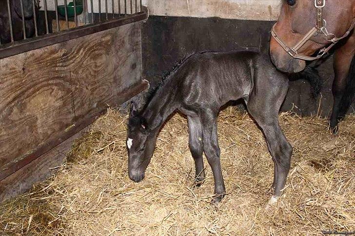 Dansk Varmblod Bennetsgaards Belle billede 5