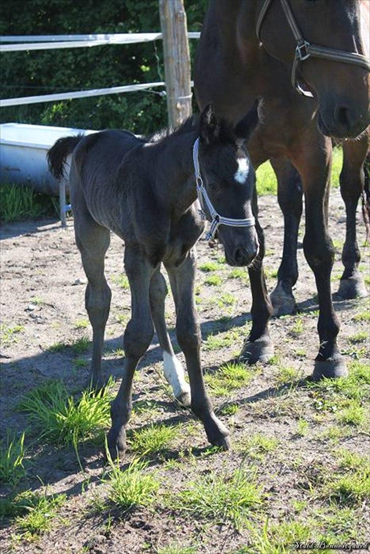 Dansk Varmblod Bennetsgaards Belle billede 10