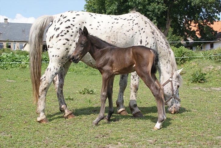 Knabstrupper Krogdalsgaards Keeper-komplet - Overvajer lige om man vil have en tår mælk det er hårt at se HELE den store verden og så mangler jeg ridebanen. billede 6