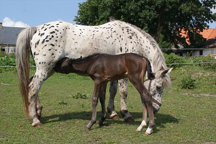 Knabstrupper Krogdalsgaards Keeper-komplet - Ja det går nok når mor passer på. billede 7