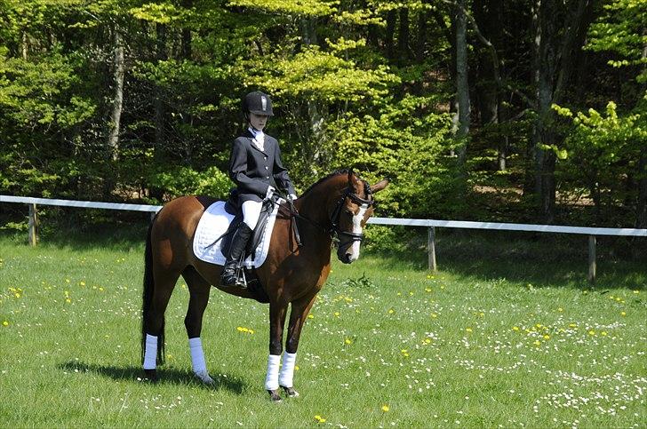 DSP Toftegårdens Apachie billede 8