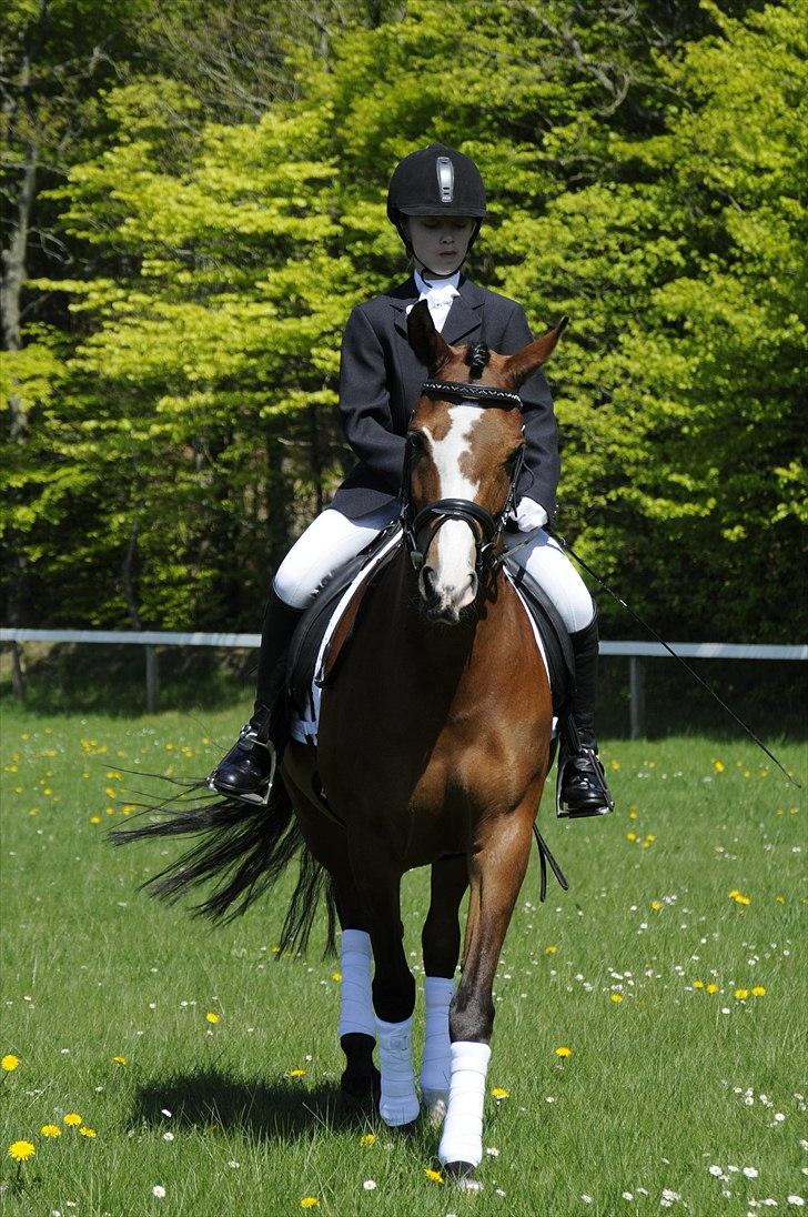 DSP Toftegårdens Apachie billede 9