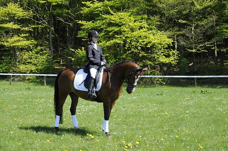 DSP Toftegårdens Apachie billede 1