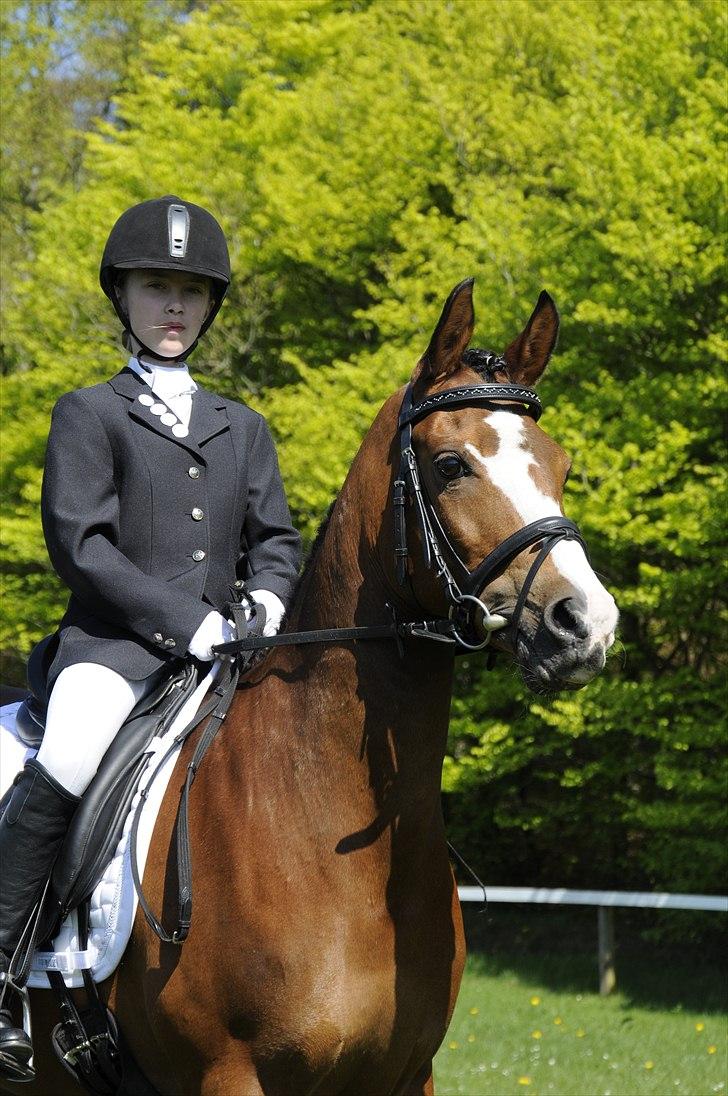 DSP Toftegårdens Apachie billede 10