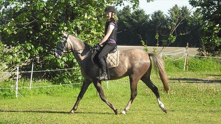 Anden særlig race Seruphus' Diddl - juni 2011 Mette er i gang med tilridning af Diddl. billede 11