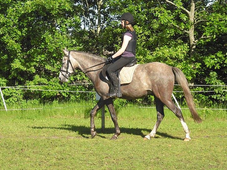 Anden særlig race Seruphus' Diddl - juni 2011 billede 12