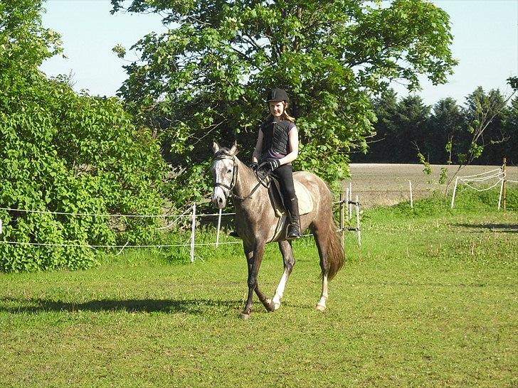 Anden særlig race Seruphus' Diddl - juni 2011 billede 14