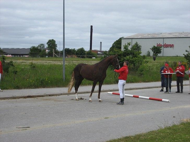 Dansk Varmblod Havana Divine billede 10