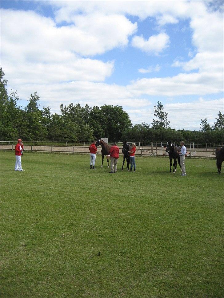 Dansk Varmblod Havana Divine billede 11