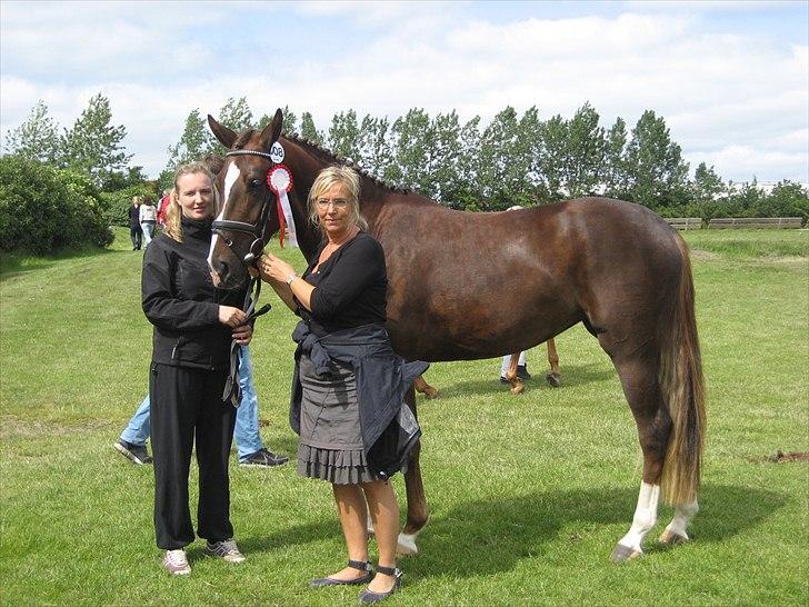 Dansk Varmblod Havana Divine billede 12