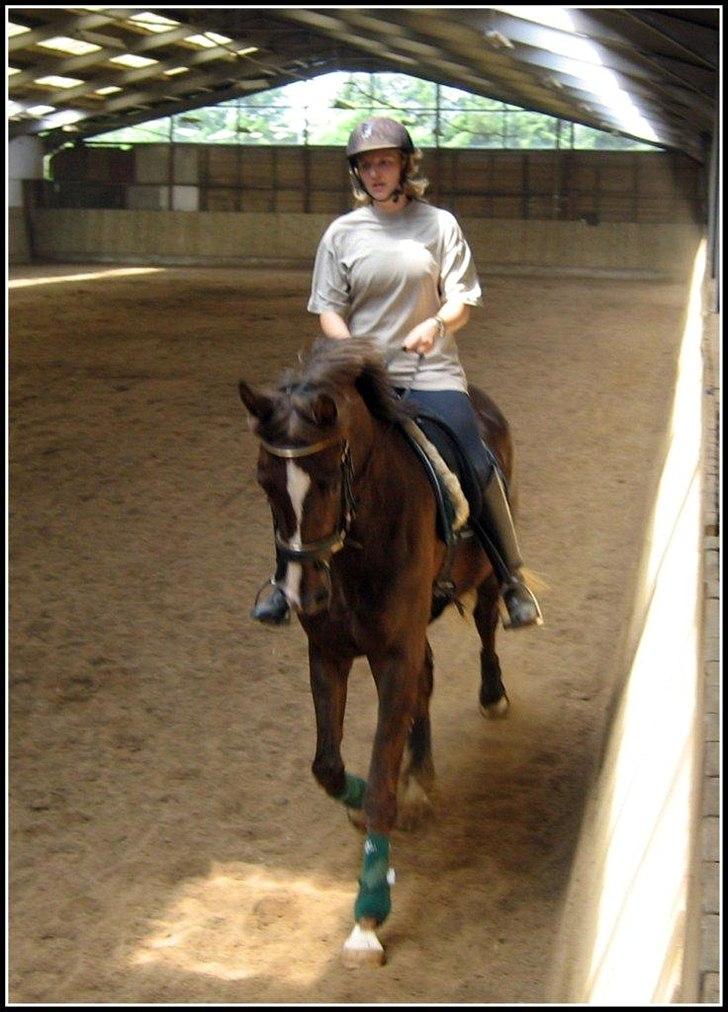 Dansk Varmblod Havana Divine billede 13