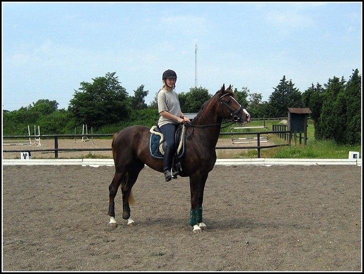 Dansk Varmblod Havana Divine billede 14