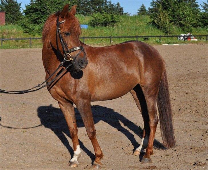 DSP Chanell billede 13