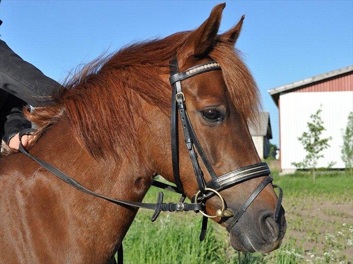 DSP Chanell billede 14