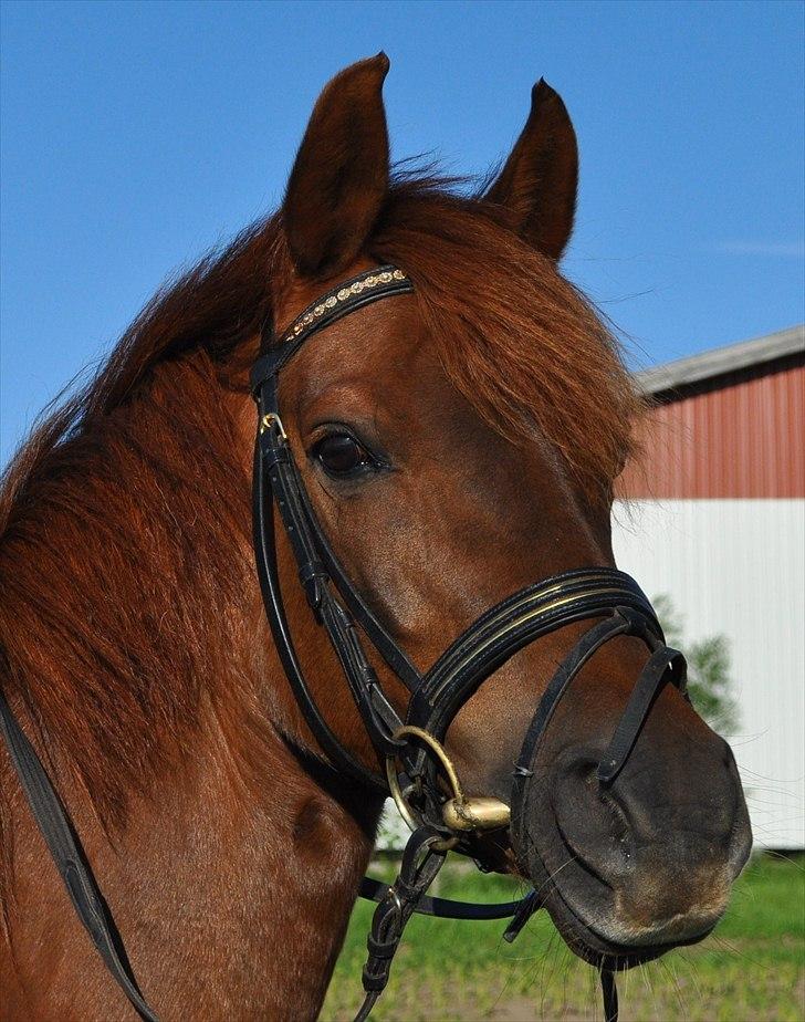 DSP Chanell billede 15