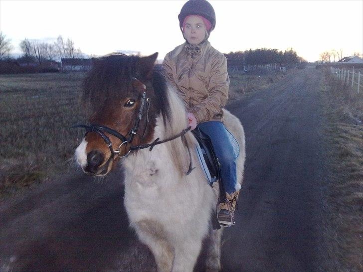 Anden særlig race Indie billede 2