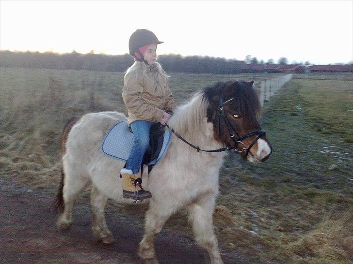 Anden særlig race Indie billede 3