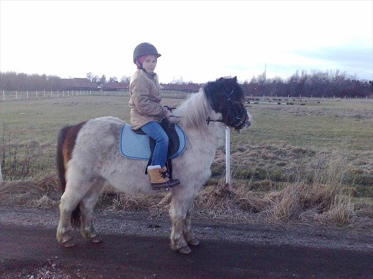 Anden særlig race Indie billede 4