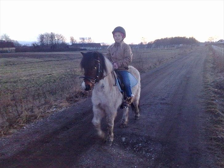 Anden særlig race Indie billede 5