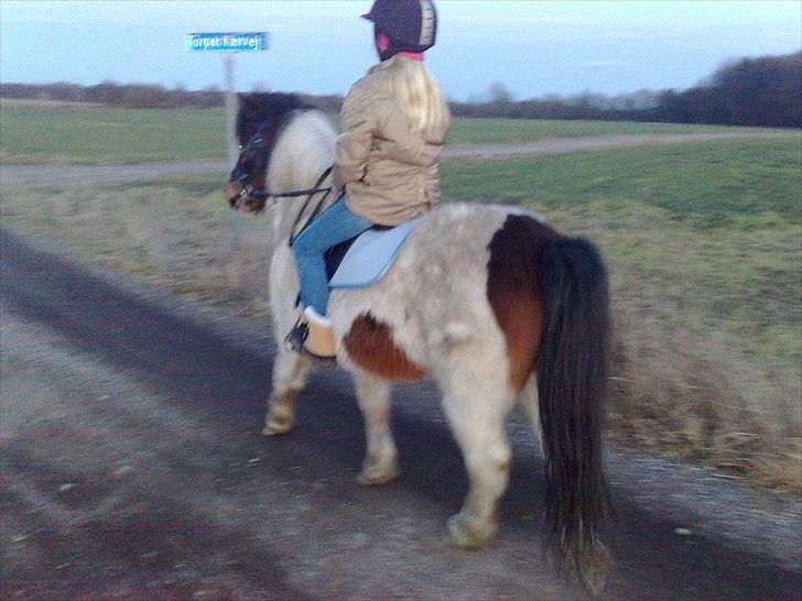 Anden særlig race Indie billede 6