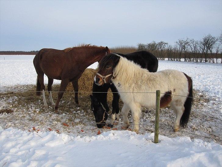 Anden særlig race Indie billede 7