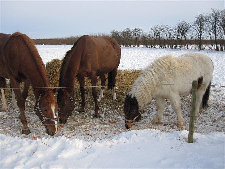 Anden særlig race Indie billede 8
