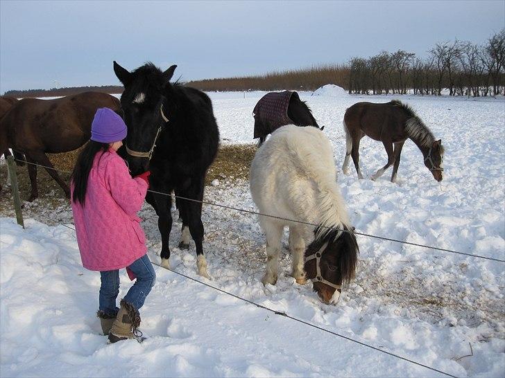 Anden særlig race Indie billede 9