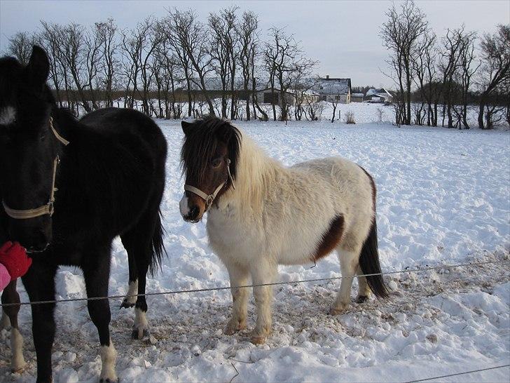 Anden særlig race Indie billede 10