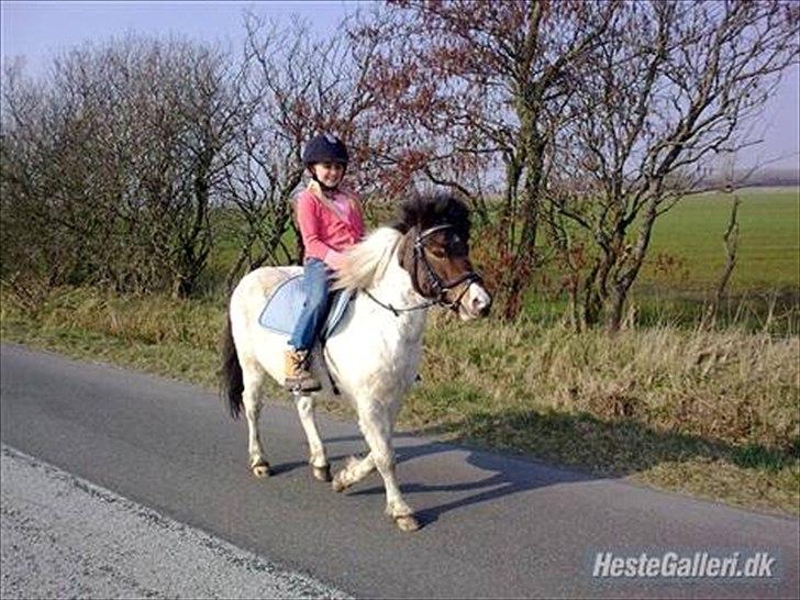 Anden særlig race Indie billede 11