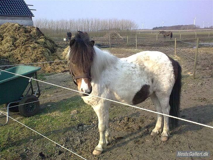 Anden særlig race Indie billede 1