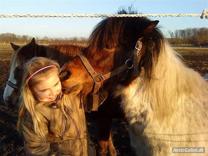 Anden særlig race Indie billede 12